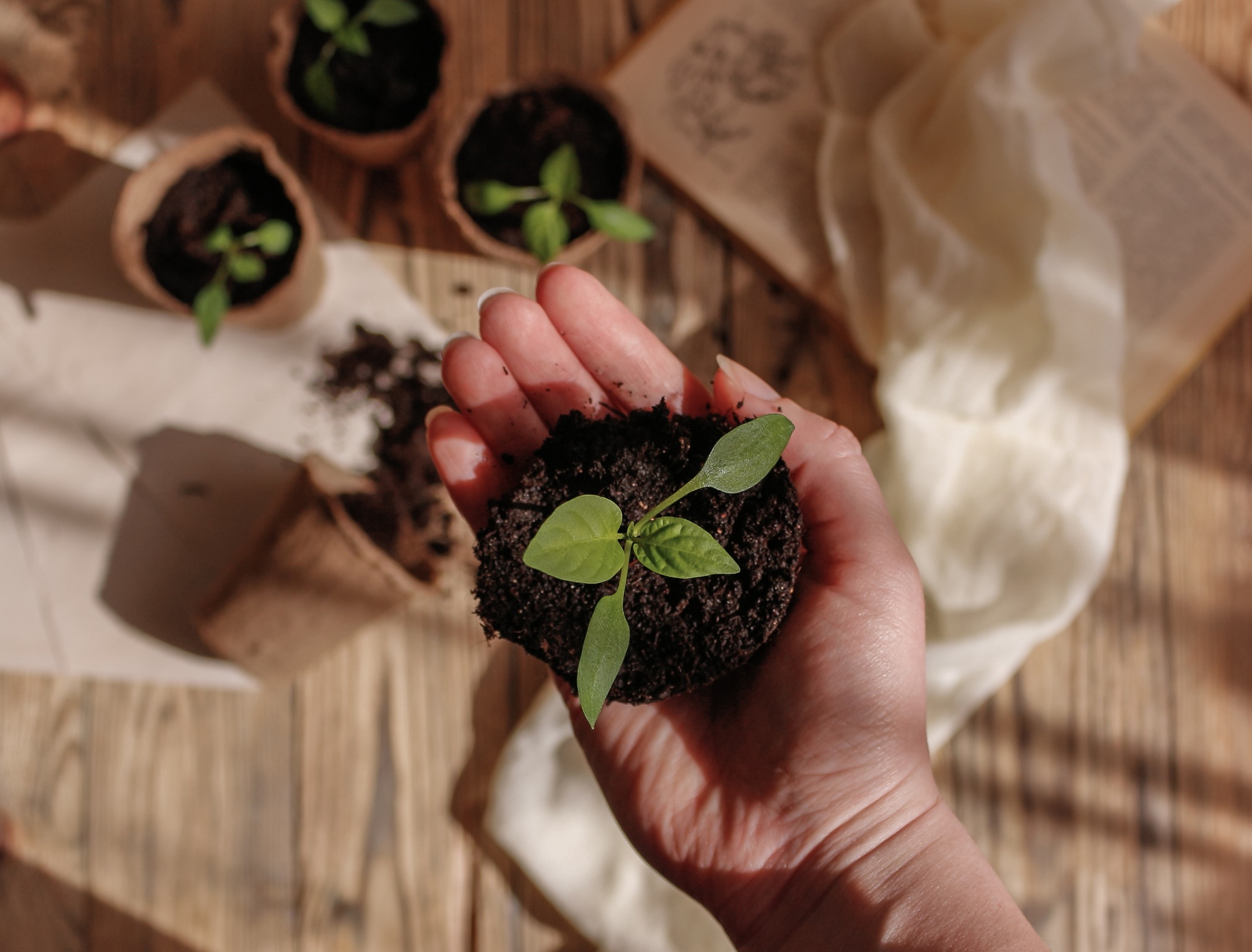Young plant with soil in a female hand. Respect for nature.