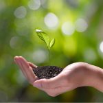 Hands holding young green plant with soil, symbol of sustainability and eco-friendly growth
